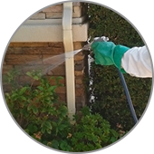 Pest Control Services