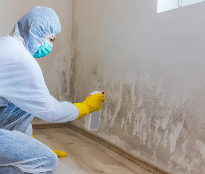 imgi_16_imgi_169_key-differences-between-mold-mitigation-and-mold-remediation
