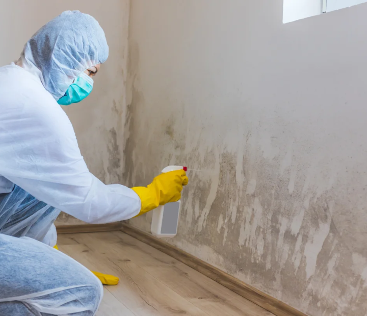imgi_16_imgi_169_key-differences-between-mold-mitigation-and-mold-remediation