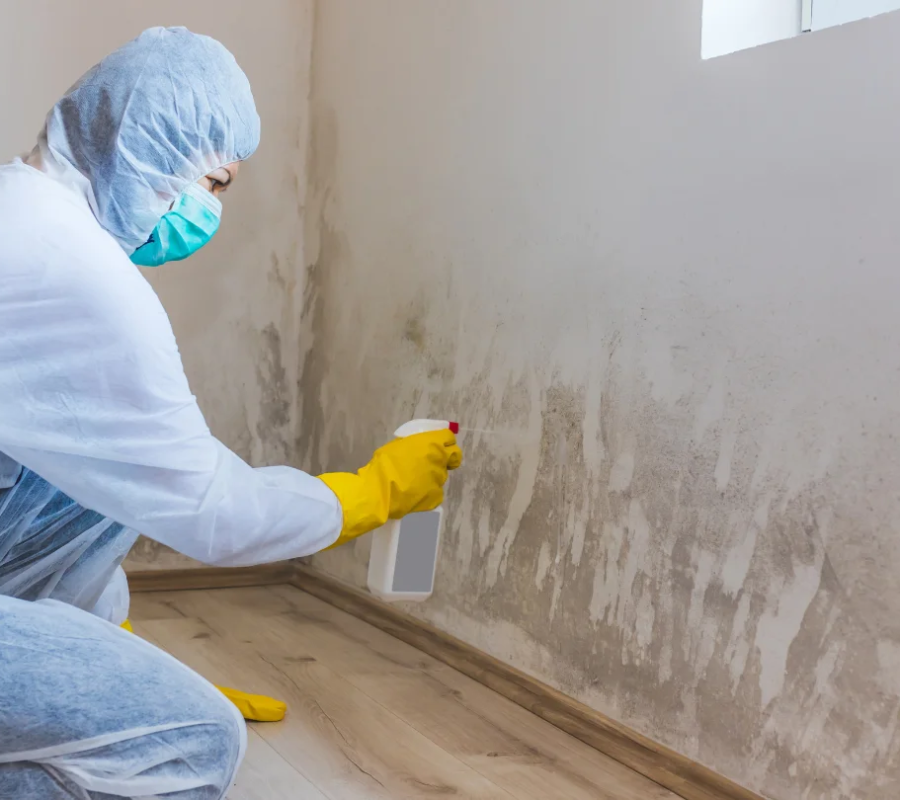 imgi_16_imgi_169_key-differences-between-mold-mitigation-and-mold-remediation