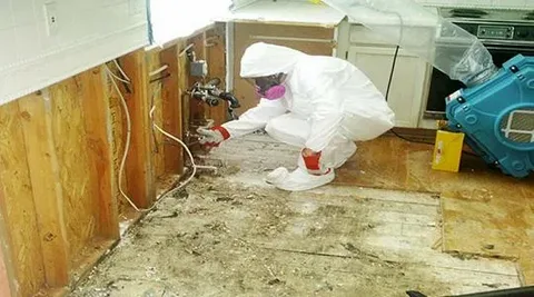 Who Are the Best Mold Restoration Experts in Augusta, GA? 