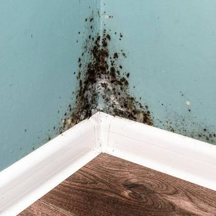 Black Mold Remediation