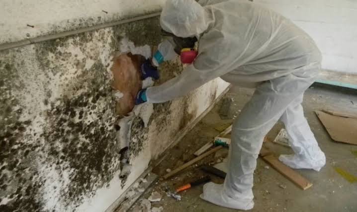 Professional Mold Remediation Services