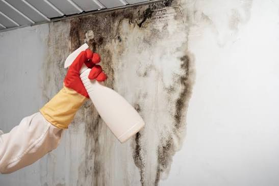mold remediation